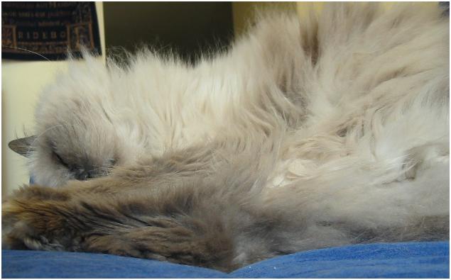 Fur Mountain