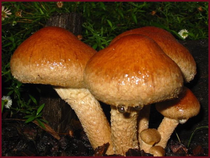 Miniature Forest
