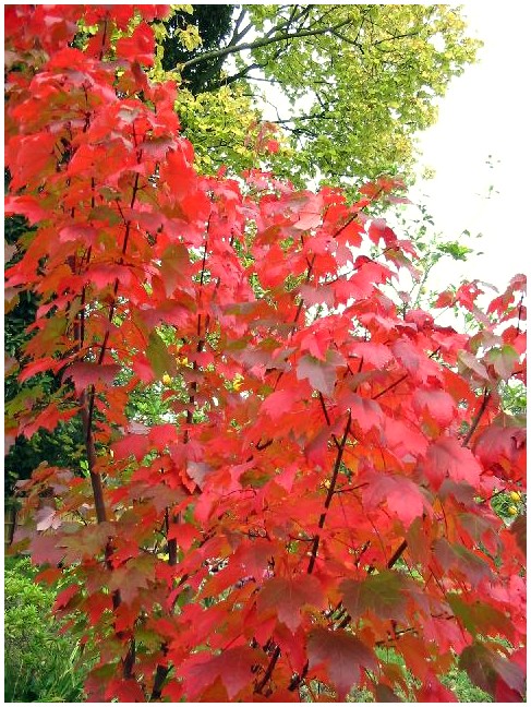 Autumn