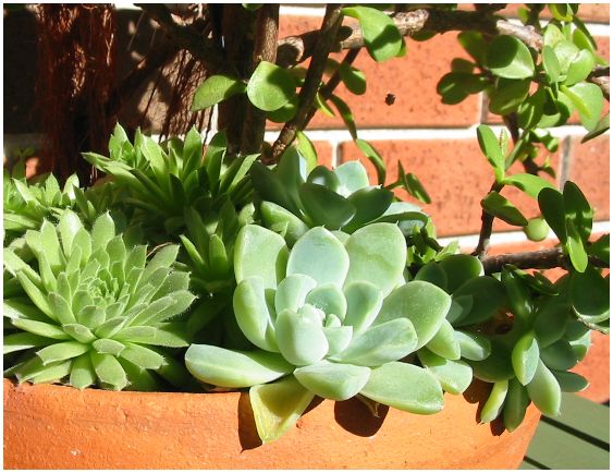 Succulent