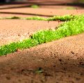 Moss