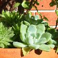 Succulent